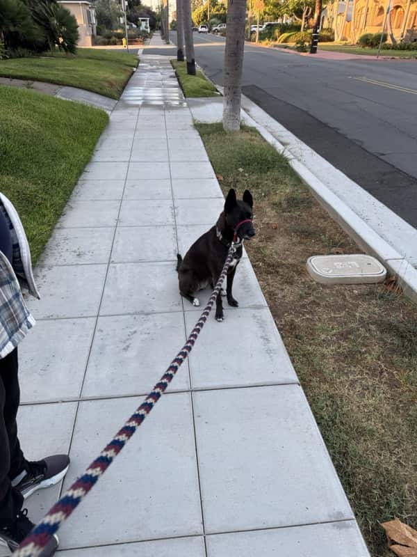 A picture of a black dog named Bowie sitting, taken on August 29 2025 at 6:49 am